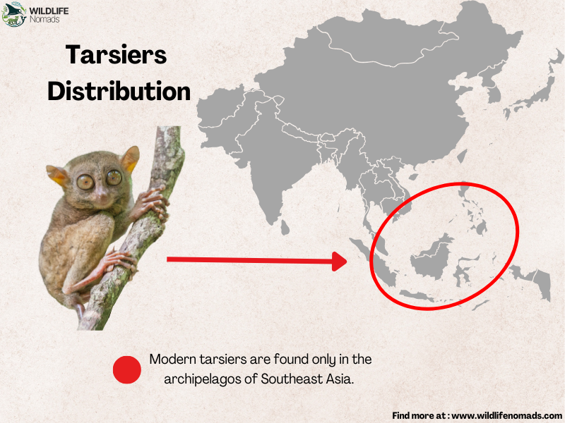 Tarsier-Distirbution.webp map showing the distribution of tarsiers in south east asia