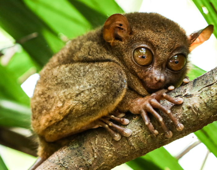 Tarsier-wild-1.webp Tarsier clinging to a tree