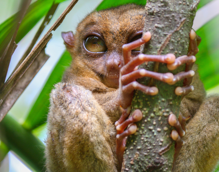 Tarsier-wild-big-eyes-3.webp Close up of a tarsier hugging a tree