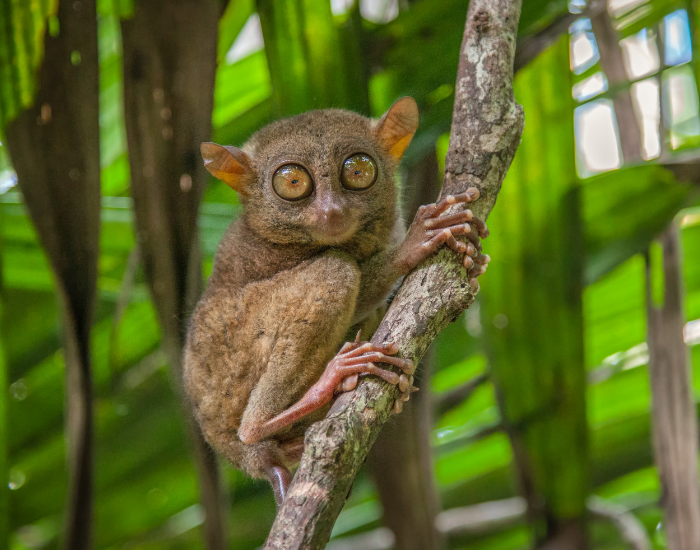 Tarsier-wild-big-eyes.webp a tarsier in the wild in Phillipines