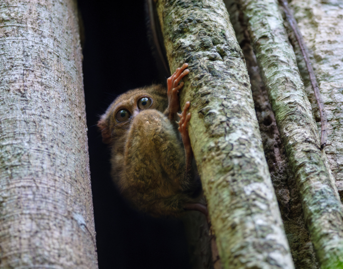 Tarsius-pumilus.webp tarsier within a hollow of a tree
