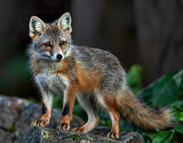 The Corsac Fox close up