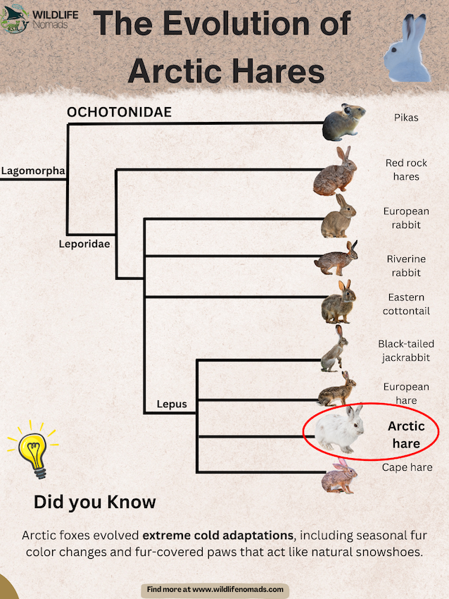 The-Evolution-of-Arctic-Hares.webp infographic sowing The Evolution of an arctic hare