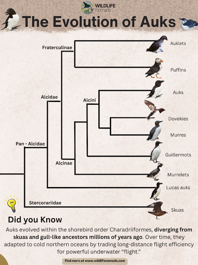 The-Evolution-of-Auks.webp The Evolution of Auks infographic showing the relations between the family