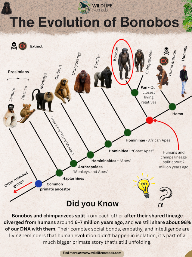 The Evolution of Bonobos infographic showing a family tree