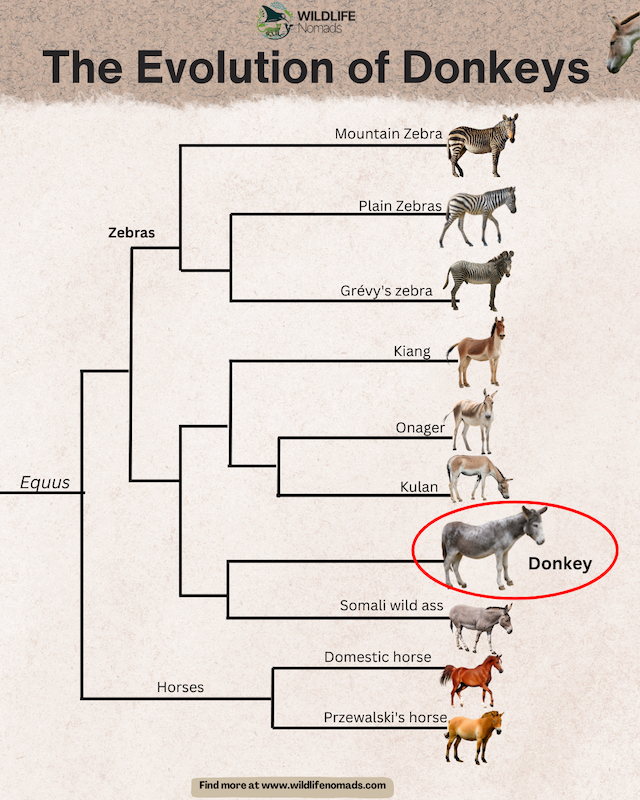 infographic showing The Evolution of Donkeys