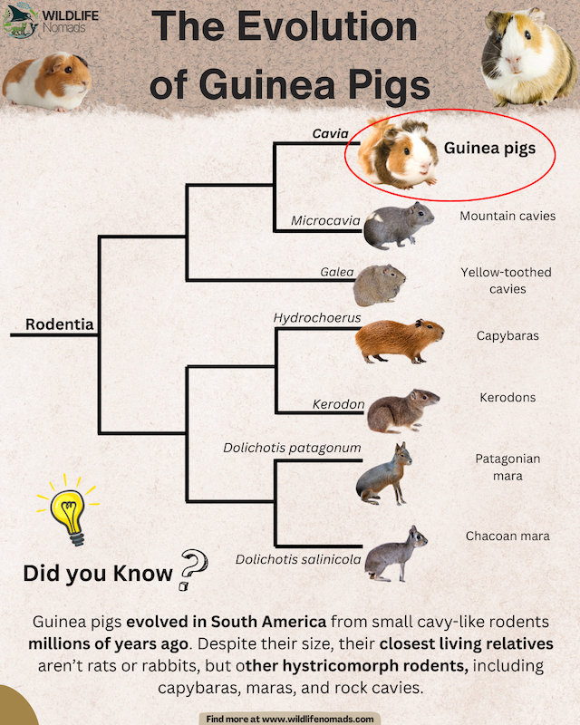 The-Evolution-of-Guinea-Pigs.webp The Evolution of Guinea Pigs infographic