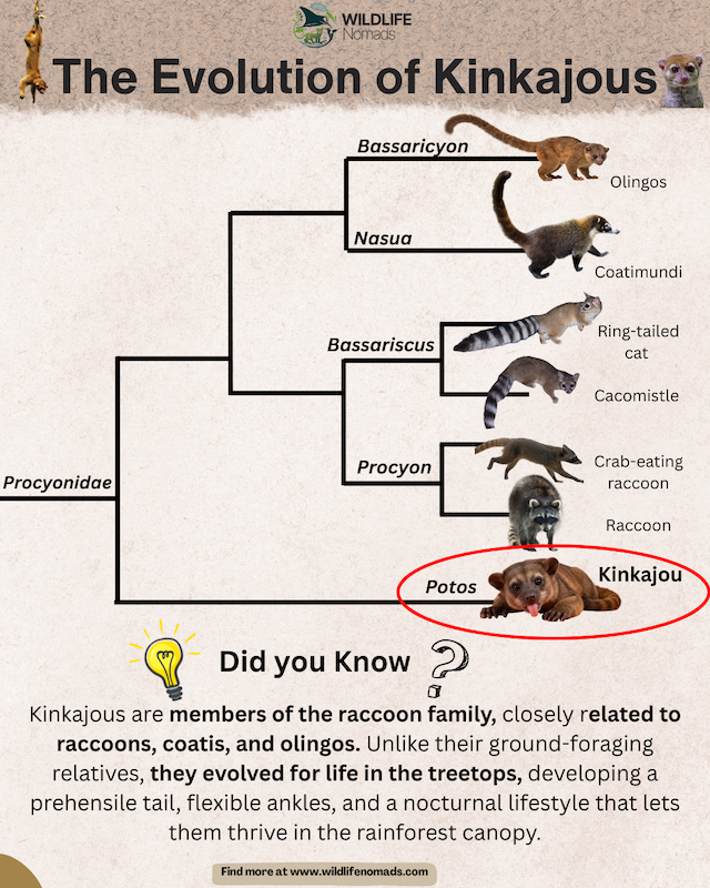 infographic showing he Evolution of Kinkajous within the raccoon family