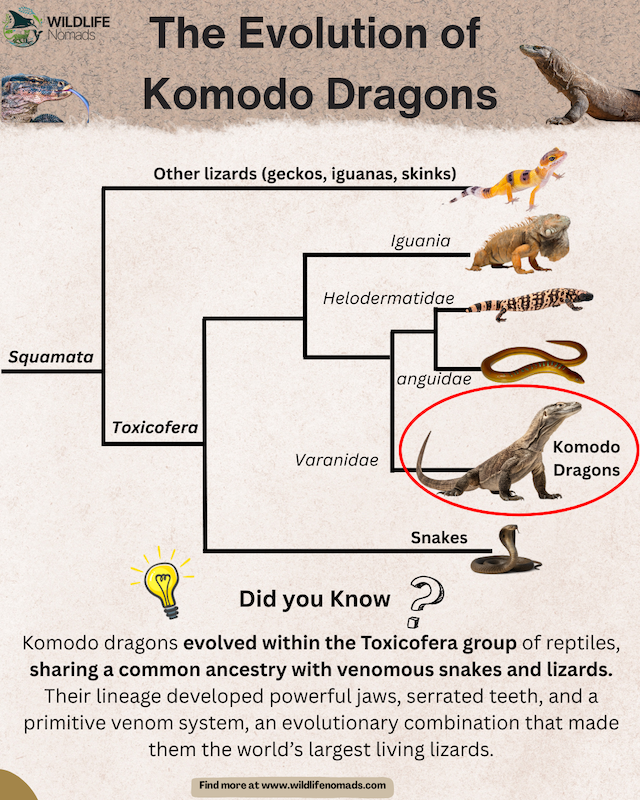 The-Evolution-of-Komodo-Dragons-phylogenetic-tree.webp The Evolution of Komodo Dragons phylogenetic tree infographic