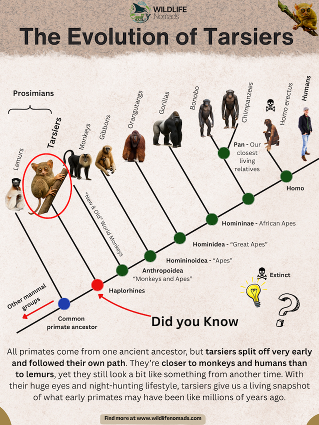 The-Evolution-of-Tarsiers-.webp Infographic showing the evolution of Tarsiers