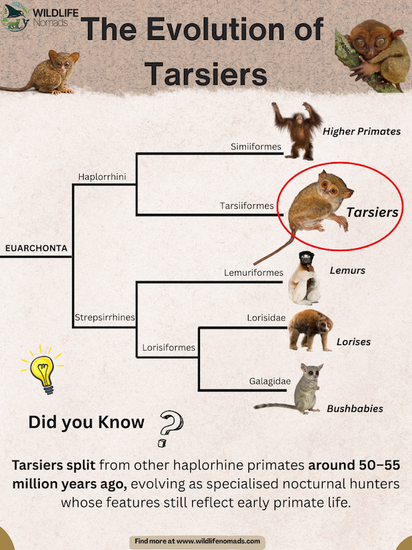 The-Evolution-of-Tarsiers-phylogenetic-tree.webp phylogenteic tree showing evolution of tarsiers