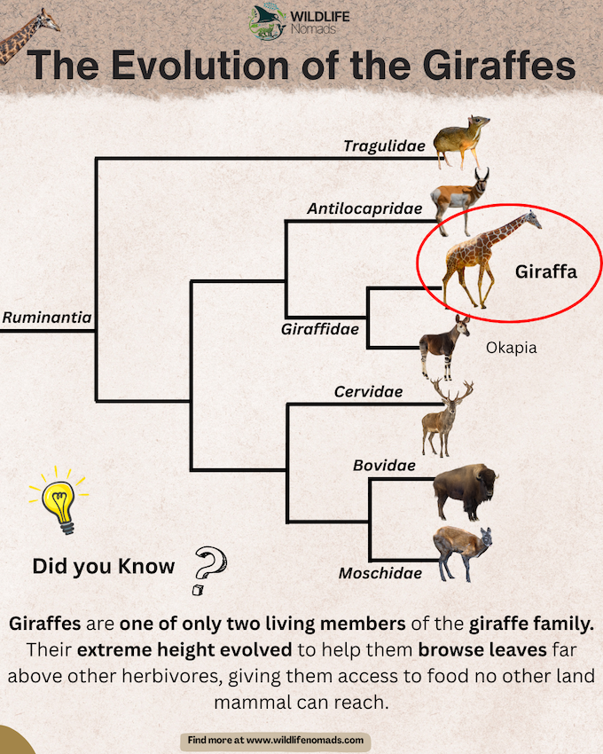 The Evolution of the Giraffes infographic showing the relations between them