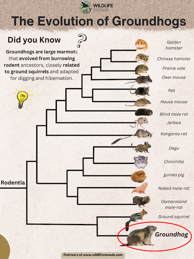The-Evolution-of-the-Groundhog-marmot.webp The Evolution of Groundhogs infographic