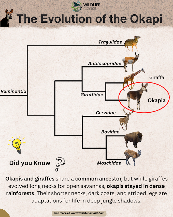 The-Evolution-of-the-Okapi.webp infographic showing the Evolution of the Okapi