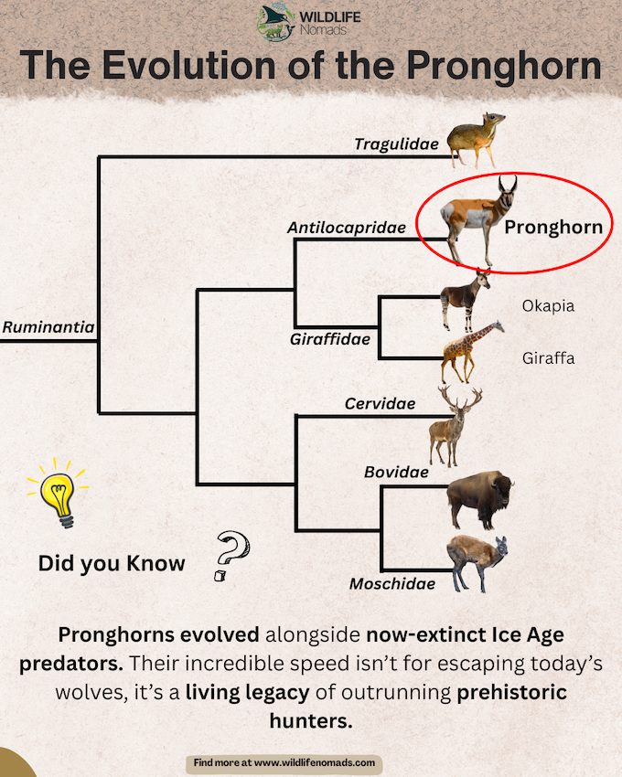 infographic showing the evolution of the pronghorn and how they are related to giraffes and okapis