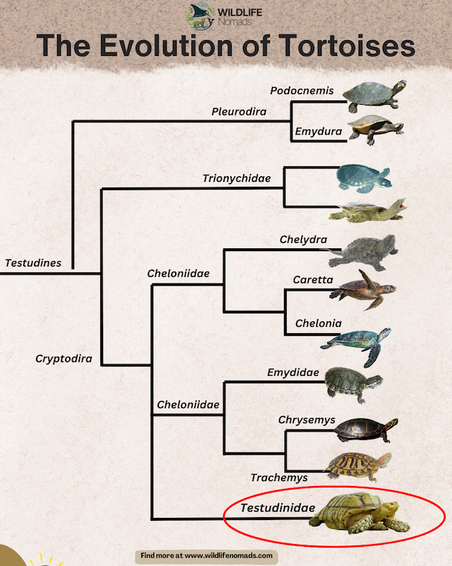 The-Evolution-of-the-Turtles.webp The Evolution of Tortoises infographic
