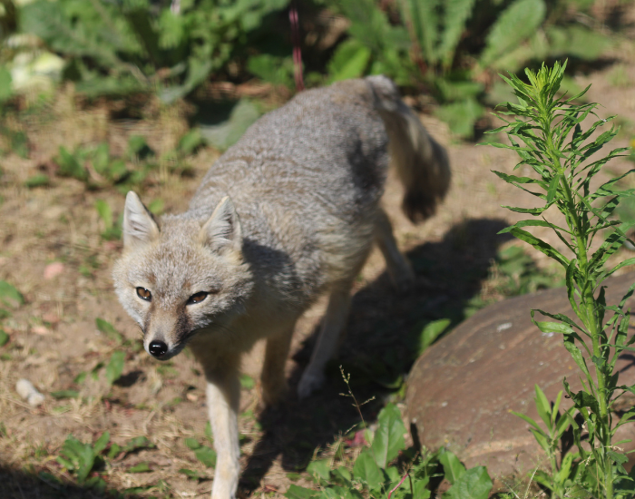 The Swift Fox walking in the wild