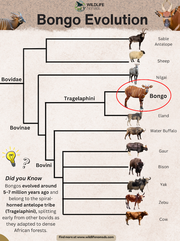 The-evolution-of-the-bongo-antelope.webp an infographic showing The evolution of the bongo antelope by Wildlife Nomads