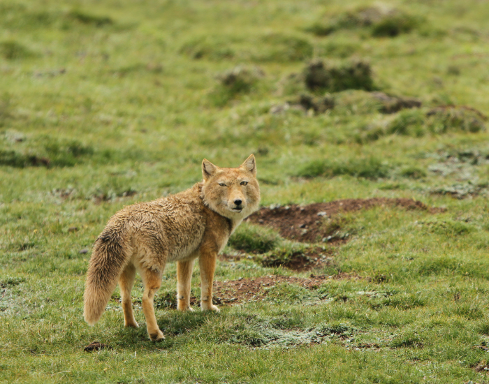 Tibetan Sand Fox standing on a grass field in the wild