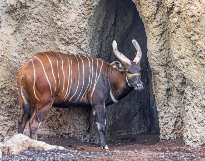 Tragelaphus-eurycerus-eurycerus-antelope.webp a bongo in captivity standing