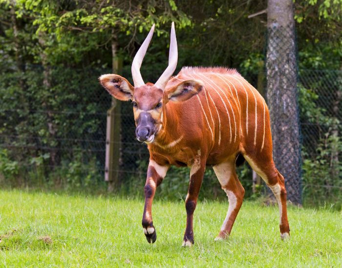 Tragelaphus-eurycerus-eurycerus.webp bongo antelope walking towards the camera