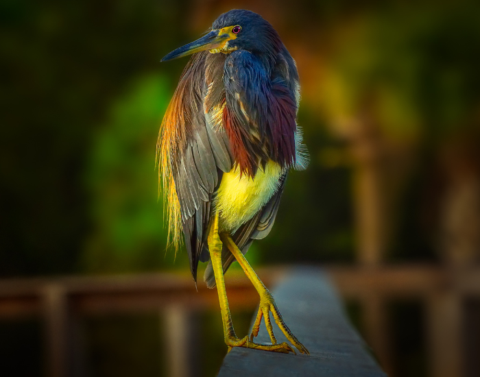 Tricolored-Heron-Egretta-tricolor.webp Tricolored Heron walking on a fence