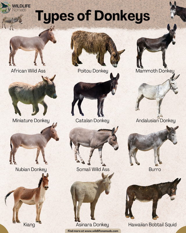 infographic showing 12 Types of Donkeys