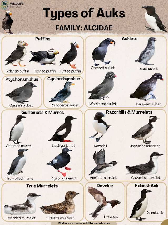 Types-of-Auks-FAMILY-ALCIDAE.webp Types of Auks infographic showing 21 species