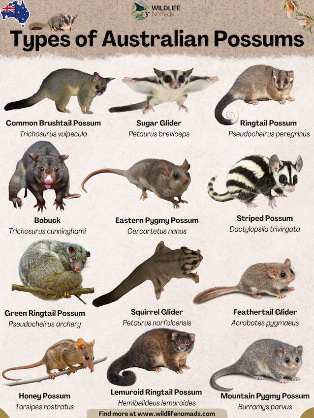 Types of Australian Possums infographic showing 12 of them