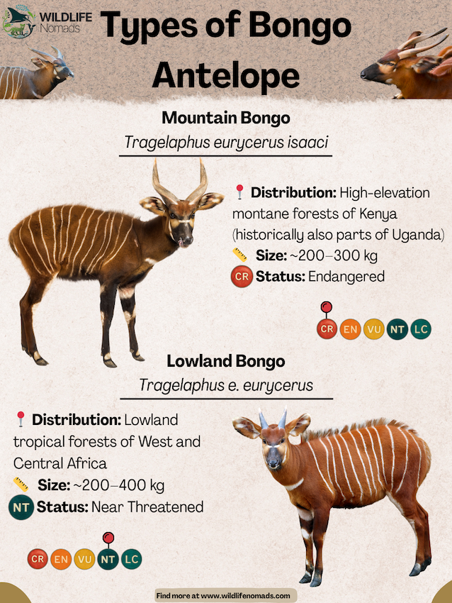 Types-of-Bongo-Antelope.webp Types of Bongo Antelope infographic