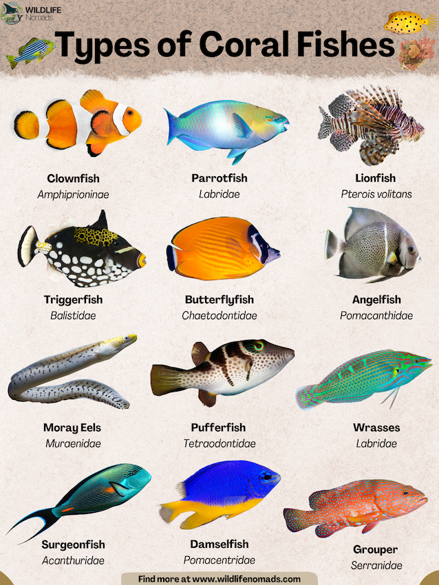 Types-of-Coral-Fishes-species.webp Types of Coral Fishes infographic showing 12 species
