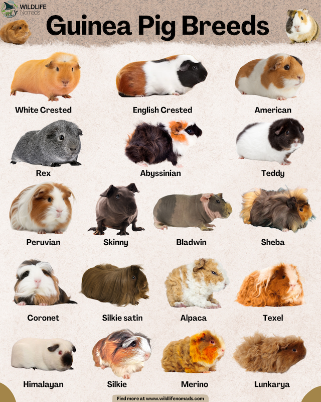 Types-of-Domestic-Guinea-Pig-Breeds-cuy.webp infographic showing Guinea Pig Breeds