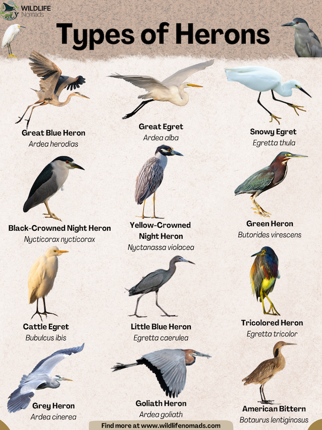 Types-of-Herons.webp Types of Herons infographic showing 12 species