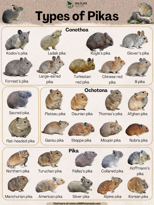 infographic showing 29 species of pikas