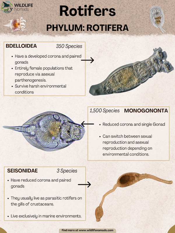 Types-of-Rotifers.-Phylum-Rotifera.webp Types of Rotifers infographic showing the 3 main classes