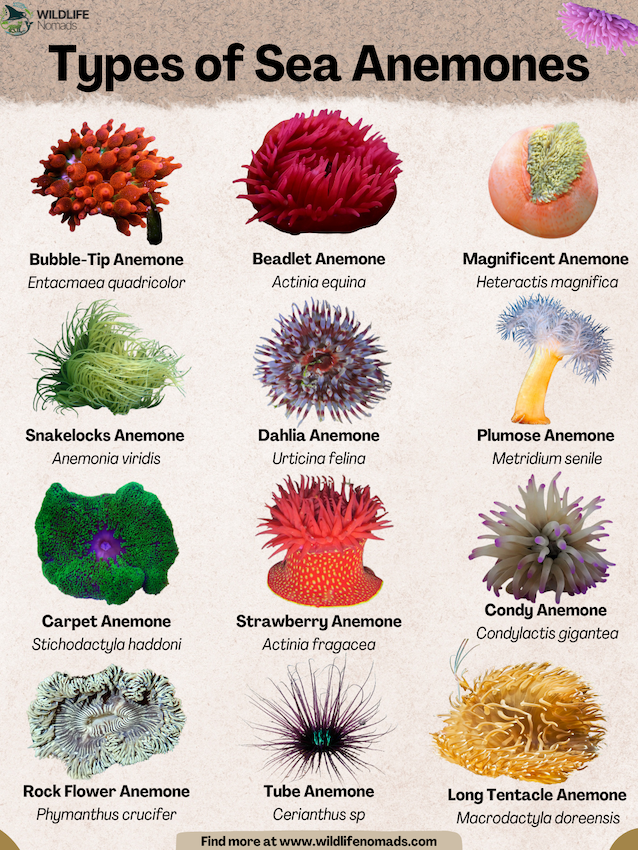 Types-of-Sea-Anemones-infographic.webp Types of Sea Anemones infographic