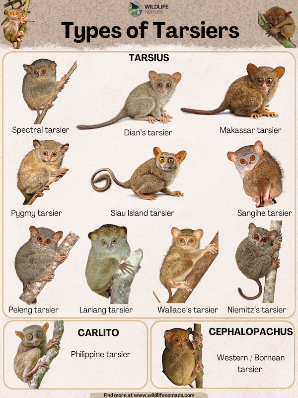 Types-of-Tarsiers-PRIMATES.webp Types of Tarsiers infographic showing all 14 species