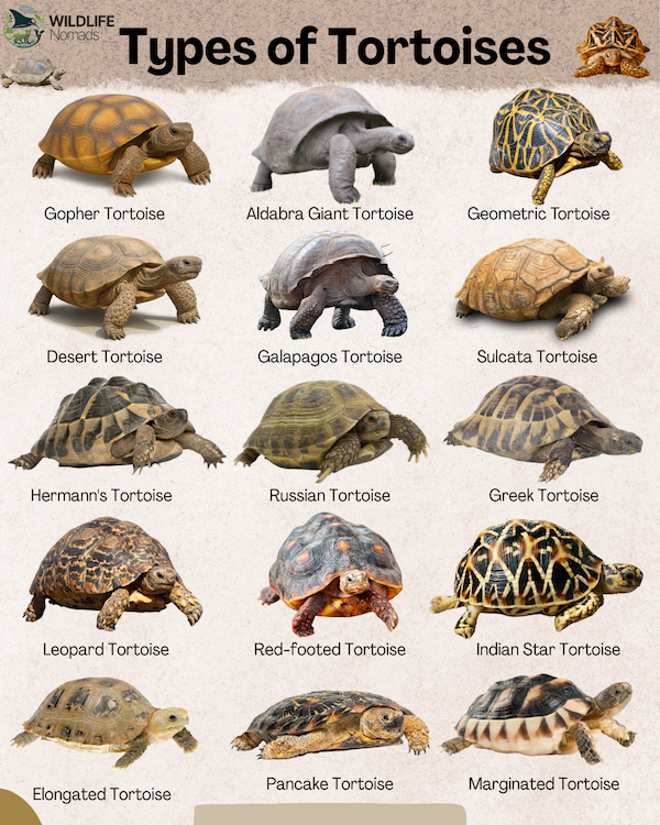 infographic showing 15 Types of Tortoises