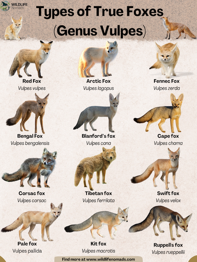 Infographic showing 12 species of the gnus vulpes or true foxes