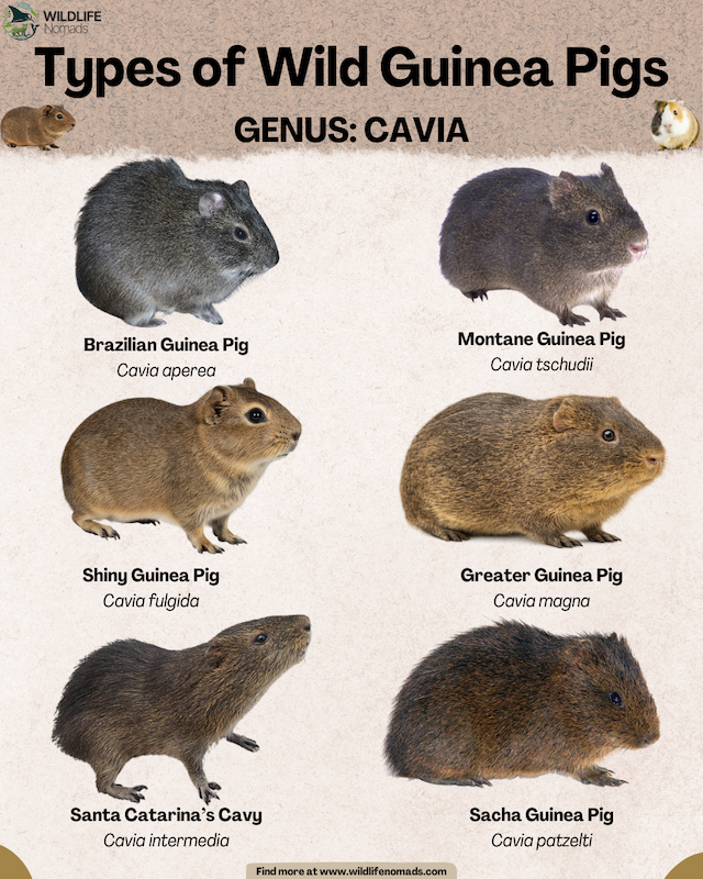 Types-of-Wild-Cavies-Genus-Cavia-Guinea-pigs-species-infographic.webp Types of Wild Guinea Pigs infographic
