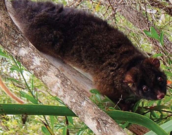 Western Ringtail Possum on a tree