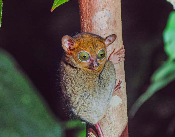 Western-Tarsiers-Cephalopachus-bancanus.webp a Western Tarsier at night climbing a tree