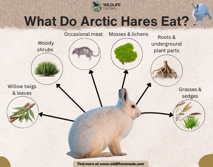 What-Do-Arctic-Hares-Eat-diet.webp What Do Arctic Hares Eat? infographic