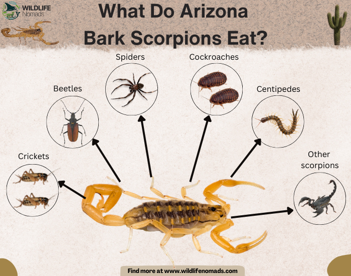 What-Do-Arizona-Bark-Scorpions-Eat.webp What Do Arizona Bark Scorpions Eat? infographic showing main diet