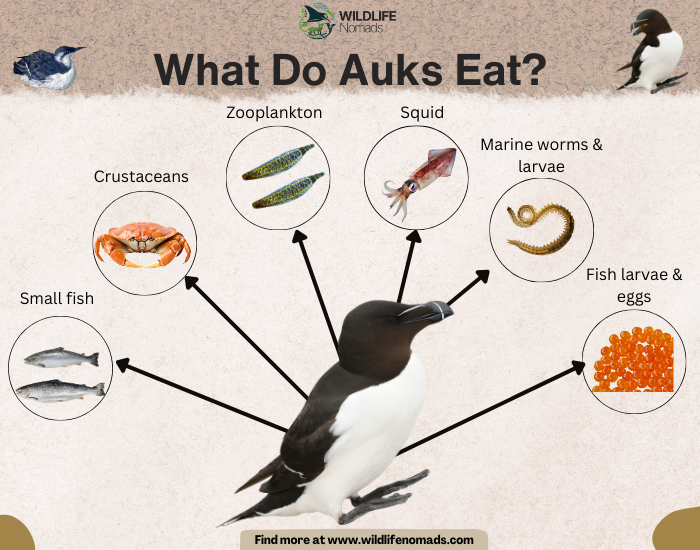 What-Do-Auks-Eat.webp What Do Auks Eat? infographic showing the main food sources