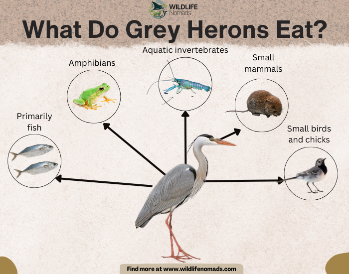 What-Do-Grey-Herons-Eat.webp What Do Grey Herons Eat? infographic showing 5 food sources