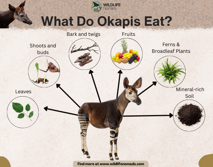 What-Do-Okapis-Eat.webp infographic showing an okapi in the centre and main food sources around it