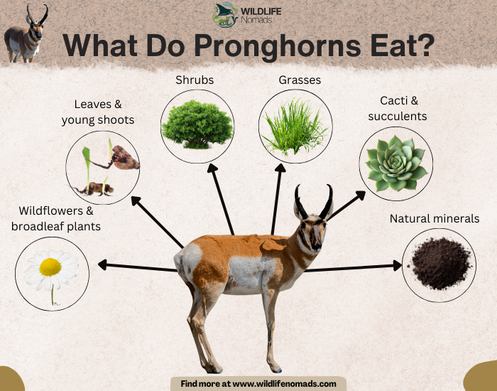 What Do Pronghorns Eat? infographic