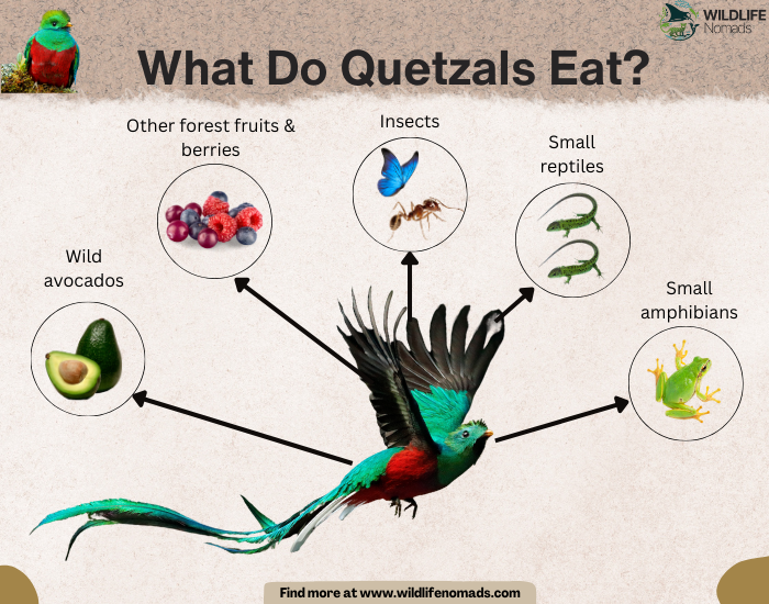 infographic showing the What Do Quetzals Eat?