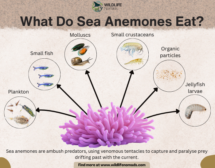 What-Do-Sea-Anemones-Eat.webp infographic showing the dies of sea anemones